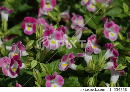 Letonia red flower Letonia red flower 14354268