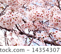 Cherry Blossoms	 14354307