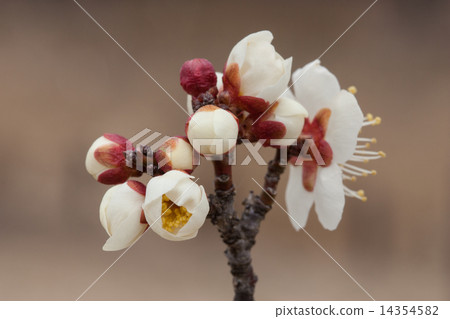 plum plum 14354582