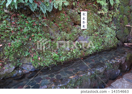 Kibune神社睡蓮水木 Kibune神社睡蓮水木 14354663