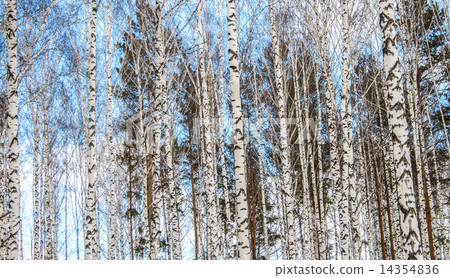 Birch wood in winter 14354836