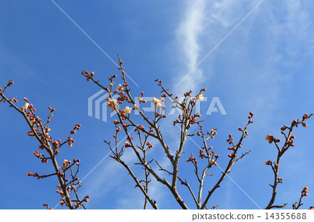 plum plum 14355688