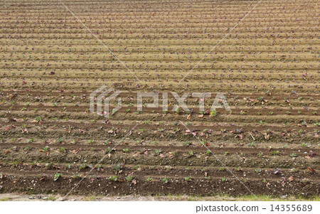 Field Field 14355689