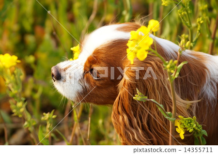 有利的香味〜 14355711