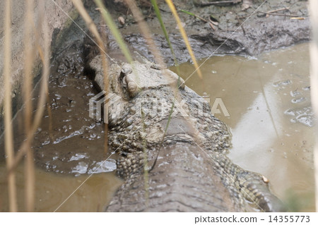 Viewed Crocodile from the rear. 14355773