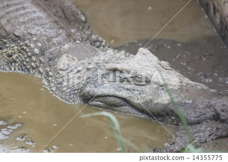 The Crocodile is Sleep. 14355775