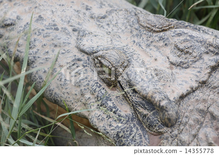 Zoom The Crocodile. Zoom The Crocodile. 14355778