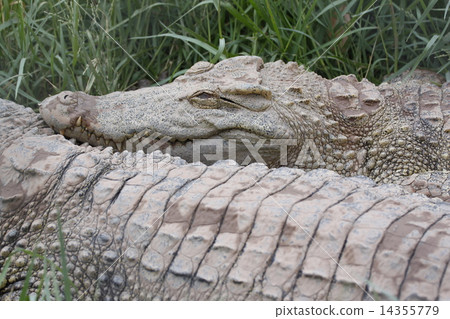 The Crocodile. 14355779