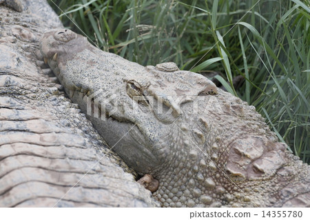 The Crocodile. The Crocodile. 14355780