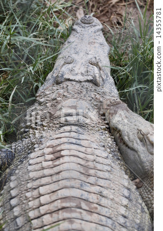 The Crocodile. The Crocodile. 14355781