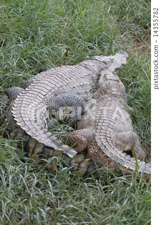 The Crocodile. The Crocodile. 14355782