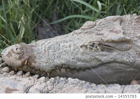 Teeth of the crocodile. Teeth of the crocodile. 14355783