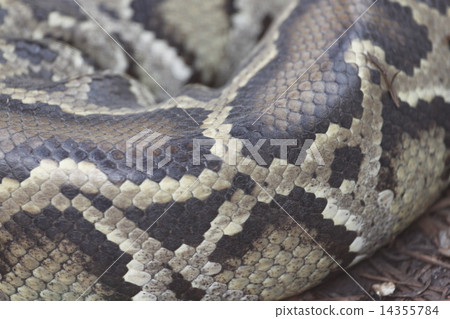 The skin of Boa. The skin of Boa. 14355784