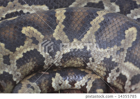 The skin of Boa. The skin of Boa. 14355785