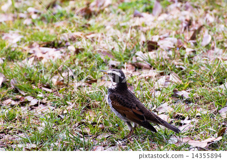 Thrush Thrush 14355894