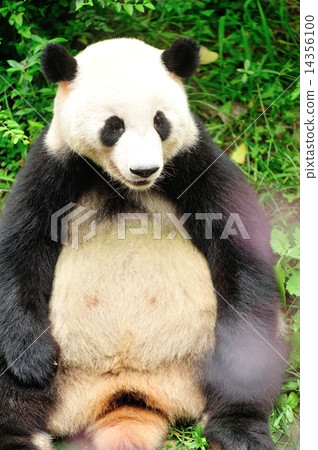giant panda at chengdu, china  14356100