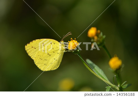 Beautiful insect ~ Horoscope ~ Beautiful insect ~ Horoscope ~ 14356188