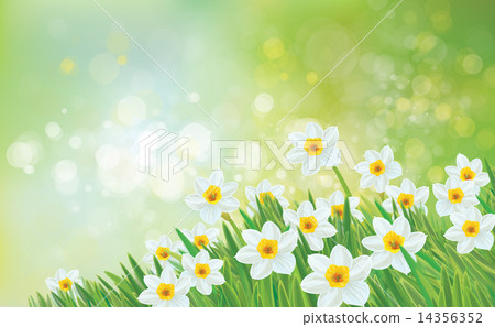 Vector spring nature background, daffodil flowers. Vector spring nature background, daffodil flowers. 14356352
