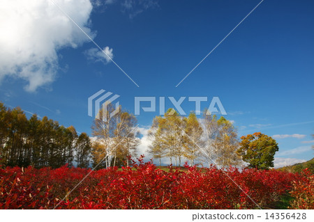 Blueberry tree at Odaka Kogen 14356428