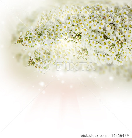 Blossoming white  tree Flowers 14356489