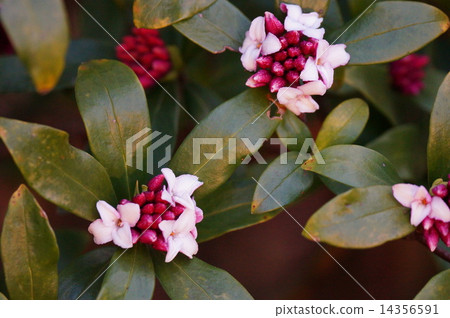 Scent of a sinking flower Scent of a sinking flower 14356591