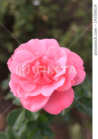 玫瑰粉 玫瑰粉 14356614