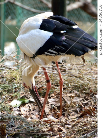 oviposition Oviposition and oviposition of stork - Stock Photo [14356716] - PIXTA