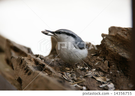 Goblin Goblin 14356755