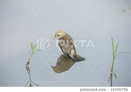 Komukidori Komukidori 14356756