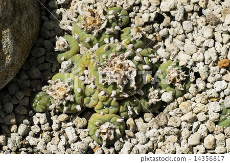 Rofofora Tiegrelli, crown jade, cactaceae, Mexico Rofofora Tiegrelli, crown jade, cactaceae, Mexico 14356817