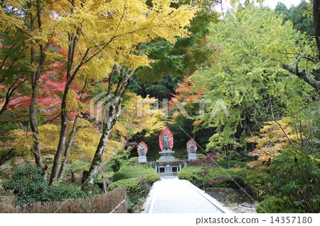 秋天的樹葉 秋天的樹葉 14357180