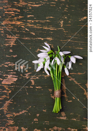 snowdrop flowers bouquet on green wooden rustic background 14357824