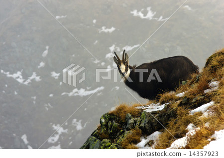 chamois (Rupicapra rupicapra) 14357923