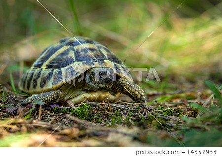 young turtles from the wild nature young turtles from the wild nature 14357933