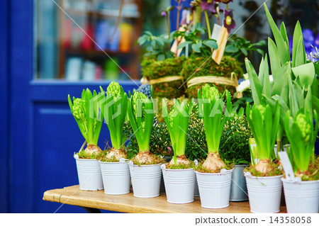 Outdoor flower shop in Paris Outdoor flower shop in Paris 14358058