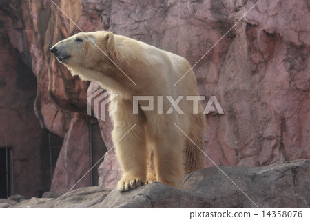 Polar bears 14358076