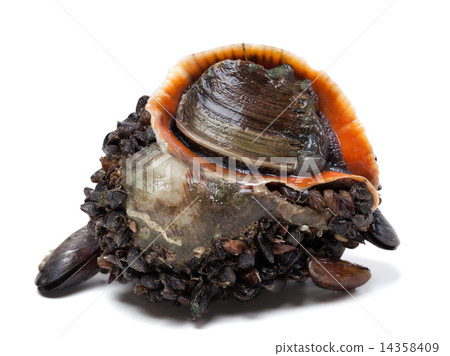 Rapana venosa covered with mussels Rapana venosa covered with mussels 14358409