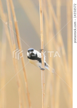 山雀他媽的阿西 14358572