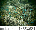 A group of tropical fish 14358624