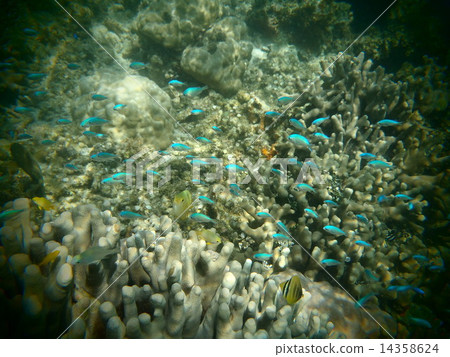 一群熱帶魚 一群熱帶魚 14358624