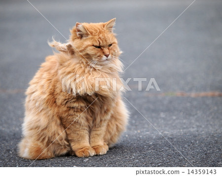 毛茸茸的長貓 毛茸茸的長貓 14359143