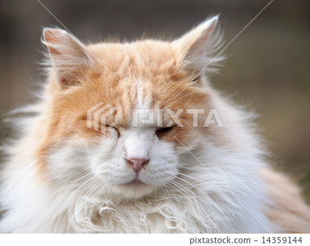 貓的臉 貓的臉 14359144