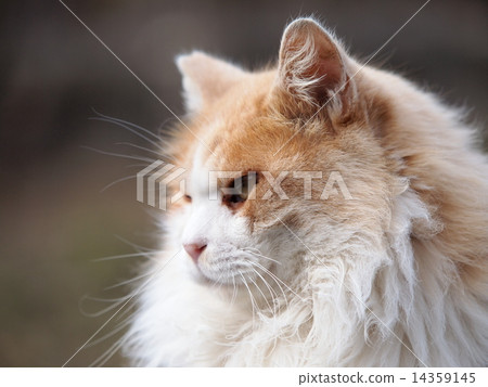 一隻貓的輪廓 14359145