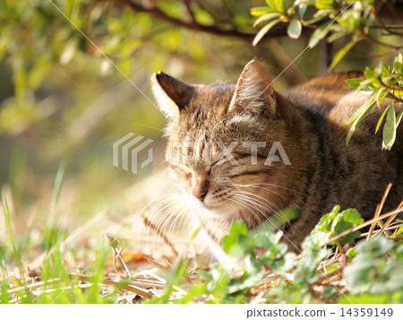 Stock Photo: nap, japanese cat, stray cat