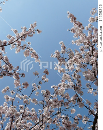 櫻桃樹 14359296