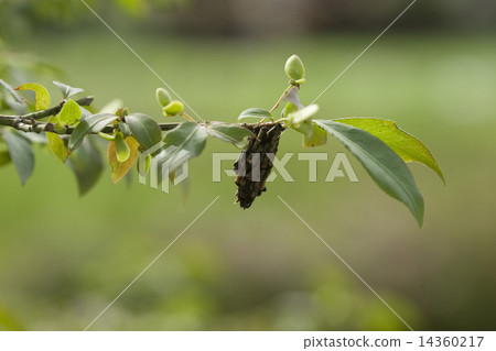 Minor beetle 14360217