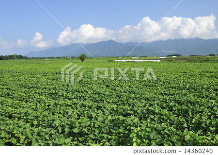 [Kagoshima Prefecture] Spreading sweet potato fields 14360240