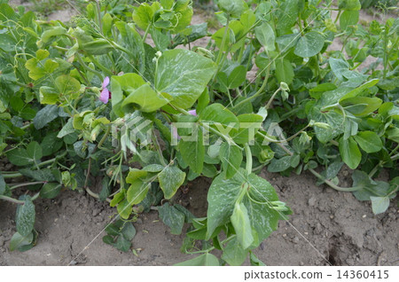 Pepper blossom Pepper blossom 14360415