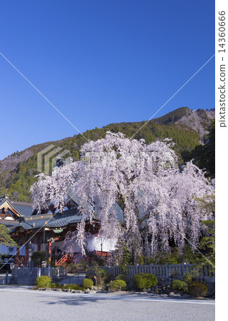 Fallen cherry blossoms at Koboji Temple 14360666