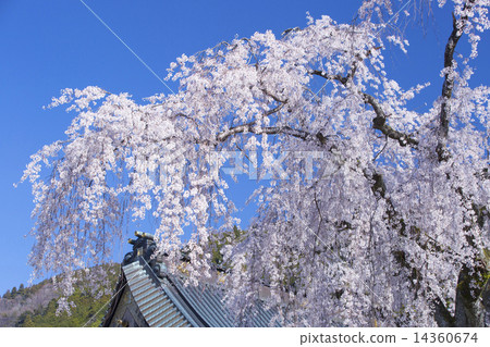 在Koboji寺落下的櫻花 14360674